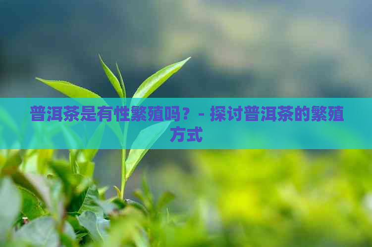 普洱茶是有性繁殖吗？- 探讨普洱茶的繁殖方式