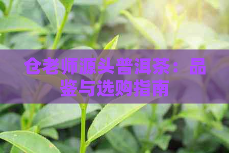 仓老师源头普洱茶：品鉴与选购指南