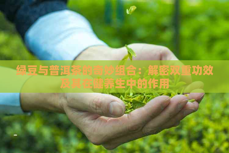 绿豆与普洱茶的奇妙组合：解密双重功效及其在健养生中的作用