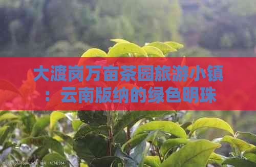 大渡岗万亩茶园旅游小镇：云南版纳的绿色明珠