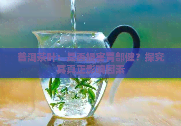 普洱茶叶：是否损害胃部健？探究其真正影响因素