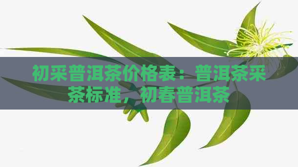 初采普洱茶价格表：普洱茶采茶标准，初春普洱茶