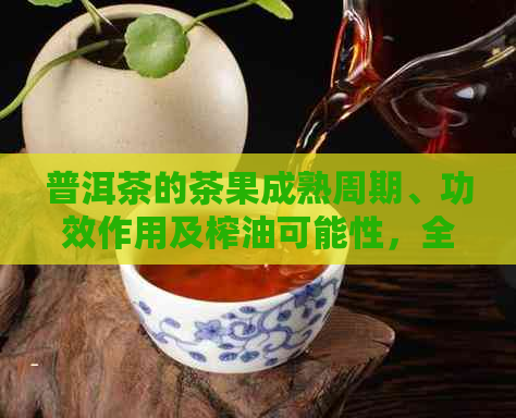 普洱茶的茶果成熟周期、功效作用及榨油可能性，全方位解读茶果信息。