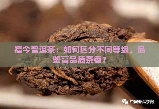 福今普洱茶：如何区分不同等级，品鉴高品质茶香？