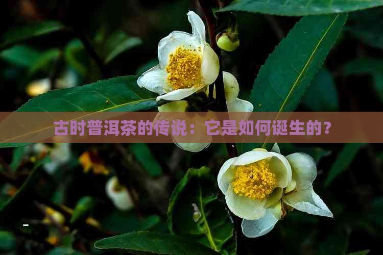 古时普洱茶的传说：它是如何诞生的？