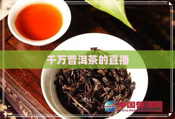 千万普洱茶的直播