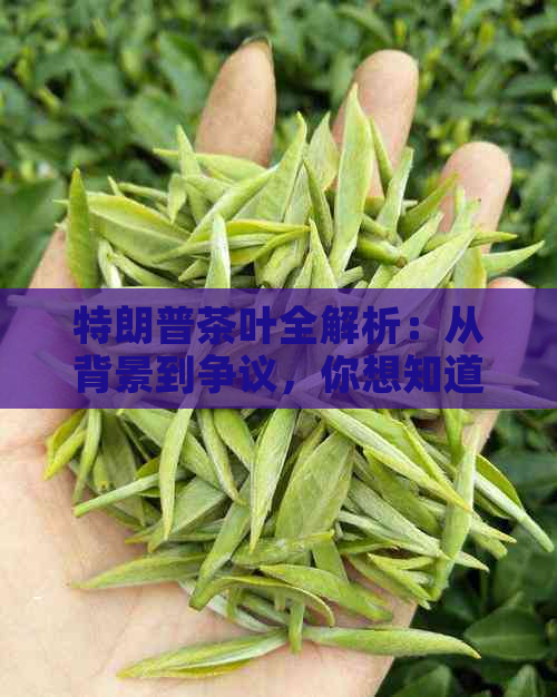 特朗普茶叶全解析：从背景到争议，你想知道的都在这里！