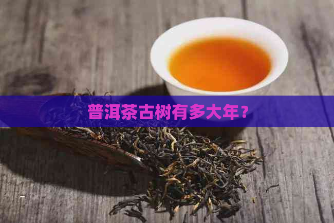 普洱茶古树有多大年？