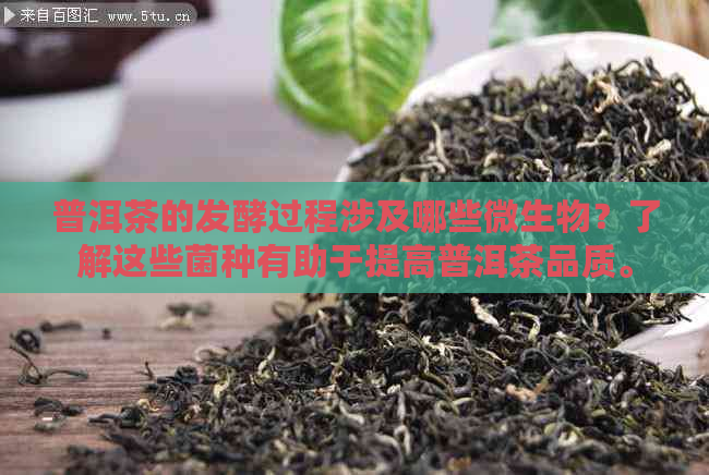 普洱茶的发酵过程涉及哪些微生物？了解这些菌种有助于提高普洱茶品质。