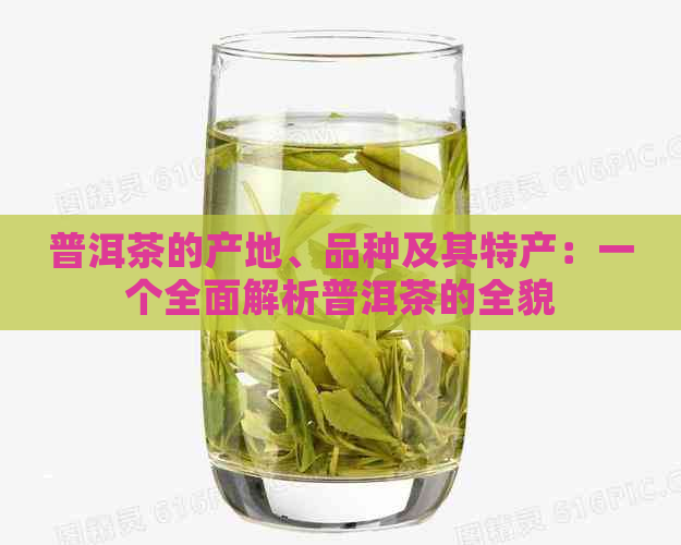 普洱茶的产地、品种及其特产：一个全面解析普洱茶的全貌