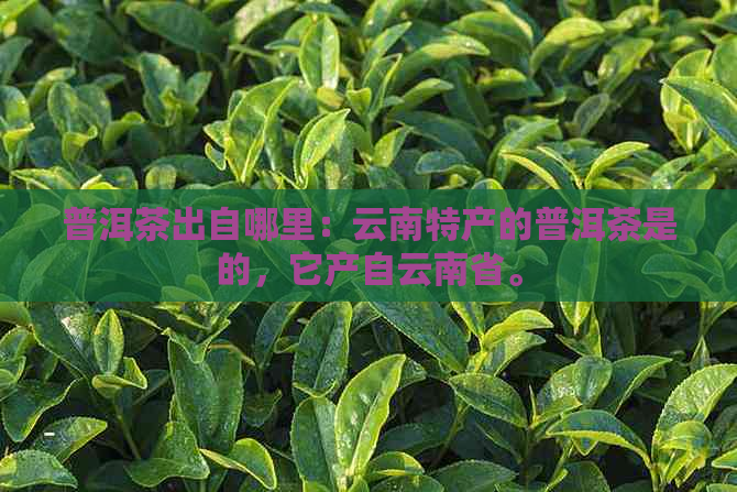 普洱茶出自哪里：云南特产的普洱茶是的，它产自云南省。