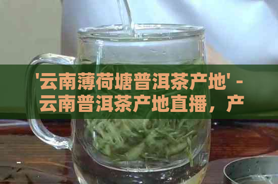 '云南薄荷塘普洱茶产地' - 云南普洱茶产地直播，产量与茶叶品质揭秘