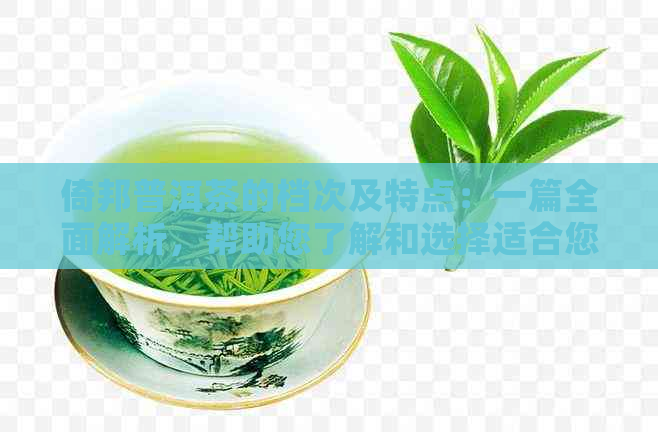 倚邦普洱茶的档次及特点：一篇全面解析，帮助您了解和选择适合您的茶叶