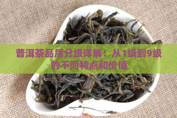 普洱茶品质分级详解：从1级到9级的不同特点和价值