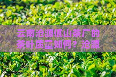 云南沧源佤山茶厂的茶叶质量如何？沧源佤山有哪些著名茶叶品种？