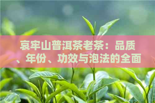 哀牢山普洱茶老茶：品质、年份、功效与泡法的全面解析