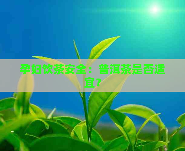 孕妇饮茶安全：普洱茶是否适宜？