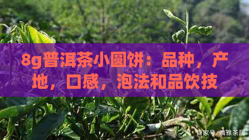 8g普洱茶小圆饼：品种，产地，口感，泡法和品饮技巧的全面解析