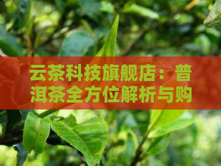 云茶科技旗舰店：普洱茶全方位解析与购买指南，让你轻松成为品茗达人