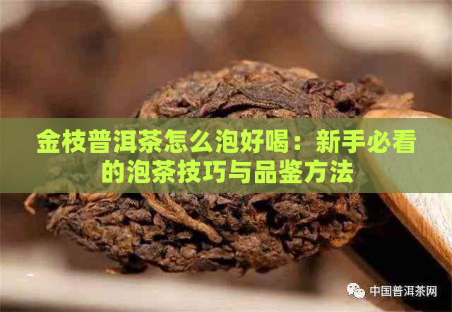 金枝普洱茶怎么泡好喝：新手必看的泡茶技巧与品鉴方法