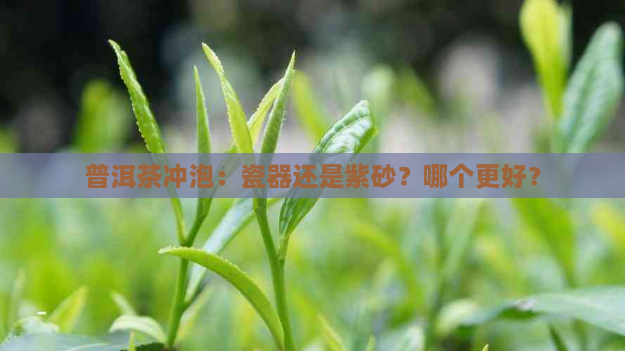 普洱茶冲泡：瓷器还是紫砂？哪个更好？