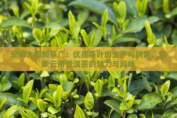 云南大渡岗茶厂：优质茶叶的生产与销售，探索云南普洱茶的魅力与风味