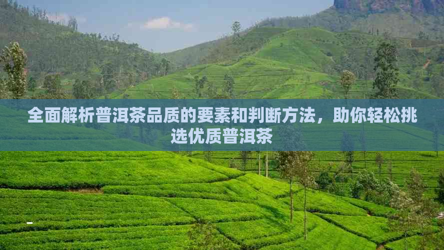 全面解析普洱茶品质的要素和判断方法，助你轻松挑选优质普洱茶