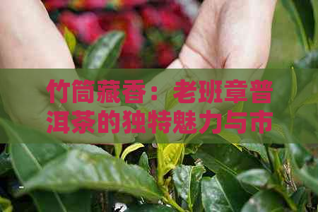 竹筒藏香：老班章普洱茶的独特魅力与市场价格解析