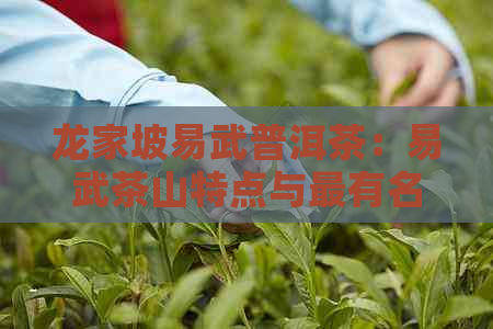 龙家坡易武普洱茶：易武茶山特点与最有名的普洱茶山