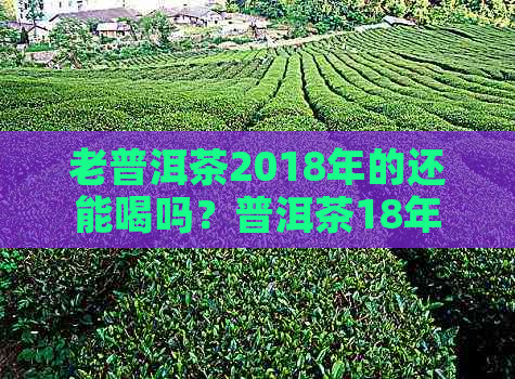 老普洱茶2018年的还能喝吗？普洱茶18年了，好吗？