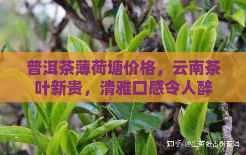 普洱茶薄荷塘价格，云南茶叶新贵，清雅口感令人醉