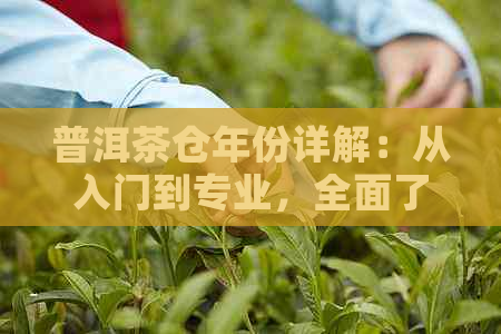 普洱茶仓年份详解：从入门到专业，全面了解不同年份普洱茶的特点与价值