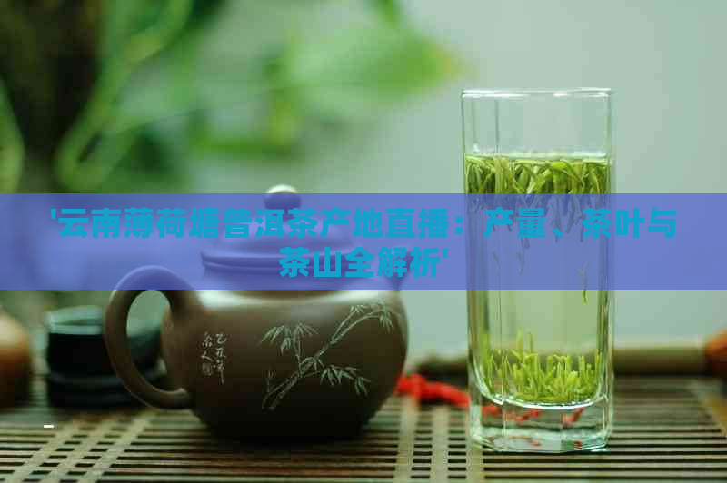 '云南薄荷塘普洱茶产地直播：产量、茶叶与茶山全解析'