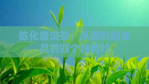 陈化普洱茶：从原料到成品的四个独特阶