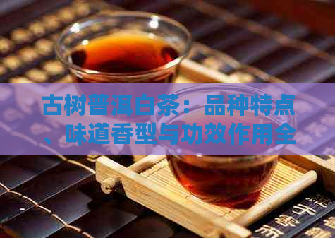 古树普洱白茶：品种特点、味道香型与功效作用全解析