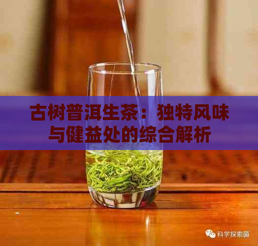 古树普洱生茶：独特风味与健益处的综合解析