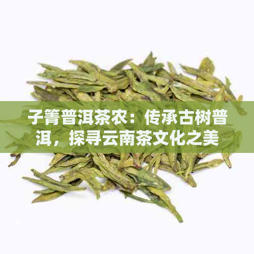 子箐普洱茶农：传承古树普洱，探寻云南茶文化之美