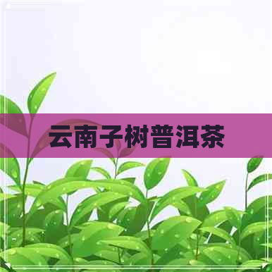 云南子树普洱茶