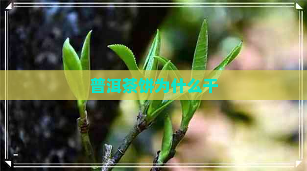 普洱茶饼为什么干