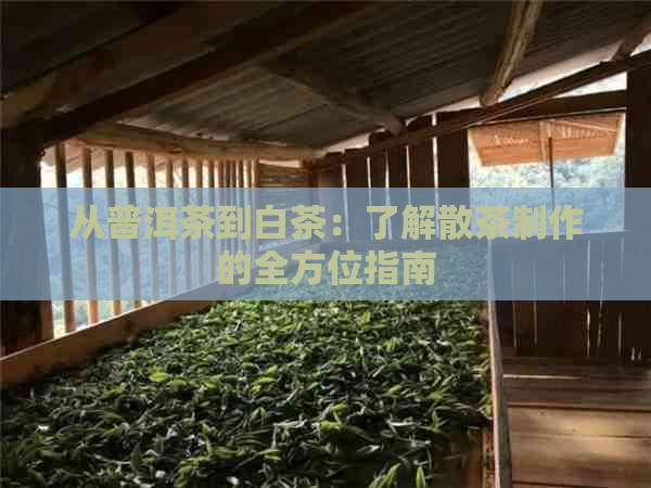 从普洱茶到白茶：了解散茶制作的全方位指南