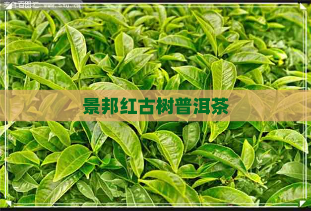 景邦红古树普洱茶