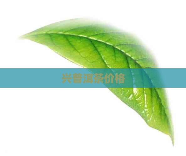 兴普洱茶价格