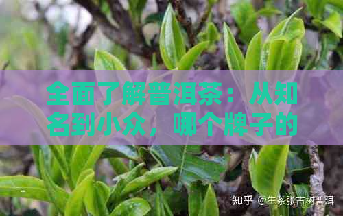 全面了解普洱茶：从知名到小众，哪个牌子的普洱茶值得推荐？