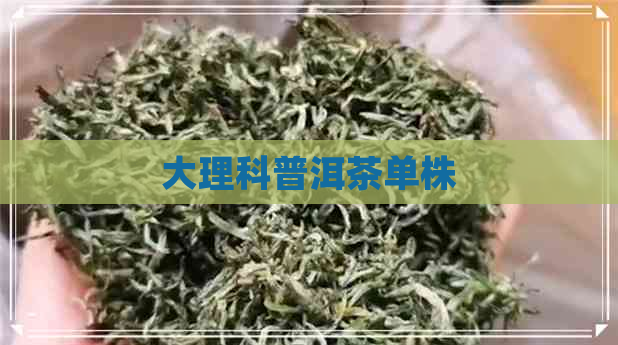 大理科普洱茶单株