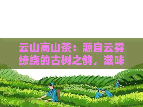 云山高山茶：源自云雾缭绕的古树之韵，滋味醇厚回的茶中瑰宝