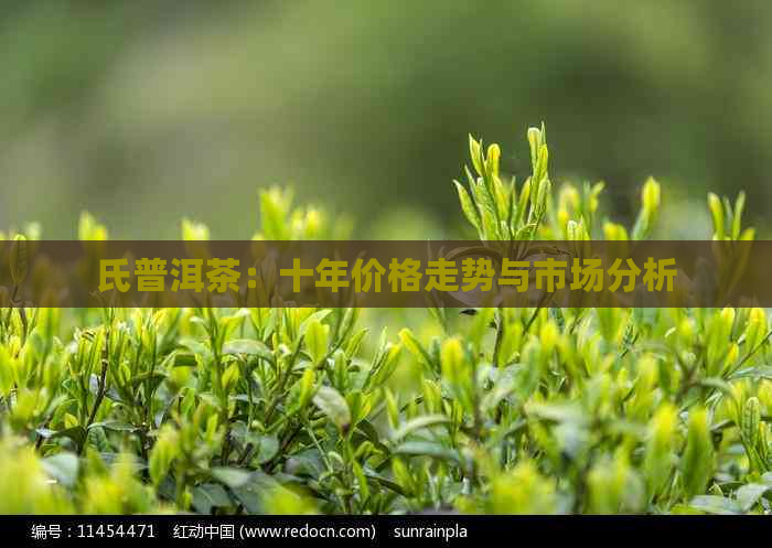 氏普洱茶：十年价格走势与市场分析