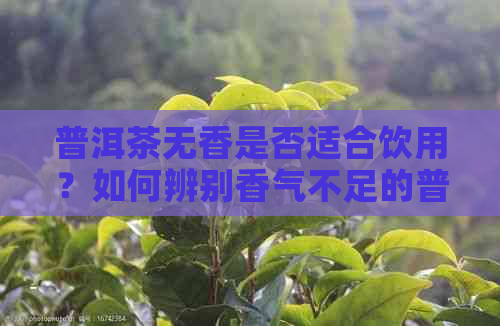 普洱茶无香是否适合饮用？如何辨别香气不足的普洱茶品质？