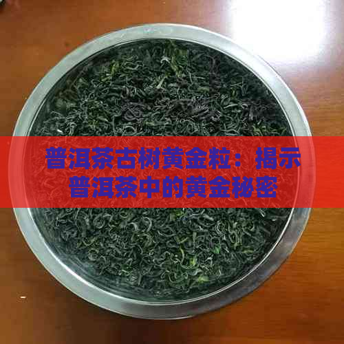 普洱茶古树黄金粒：揭示普洱茶中的黄金秘密