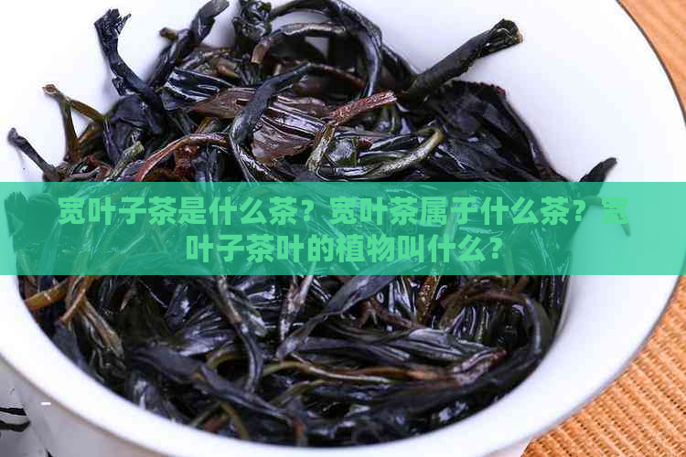 宽叶子茶是什么茶？宽叶茶属于什么茶？宽叶子茶叶的植物叫什么？