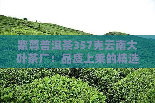 紫尊普洱茶357克云南大叶茶厂：品质上乘的精选茶叶